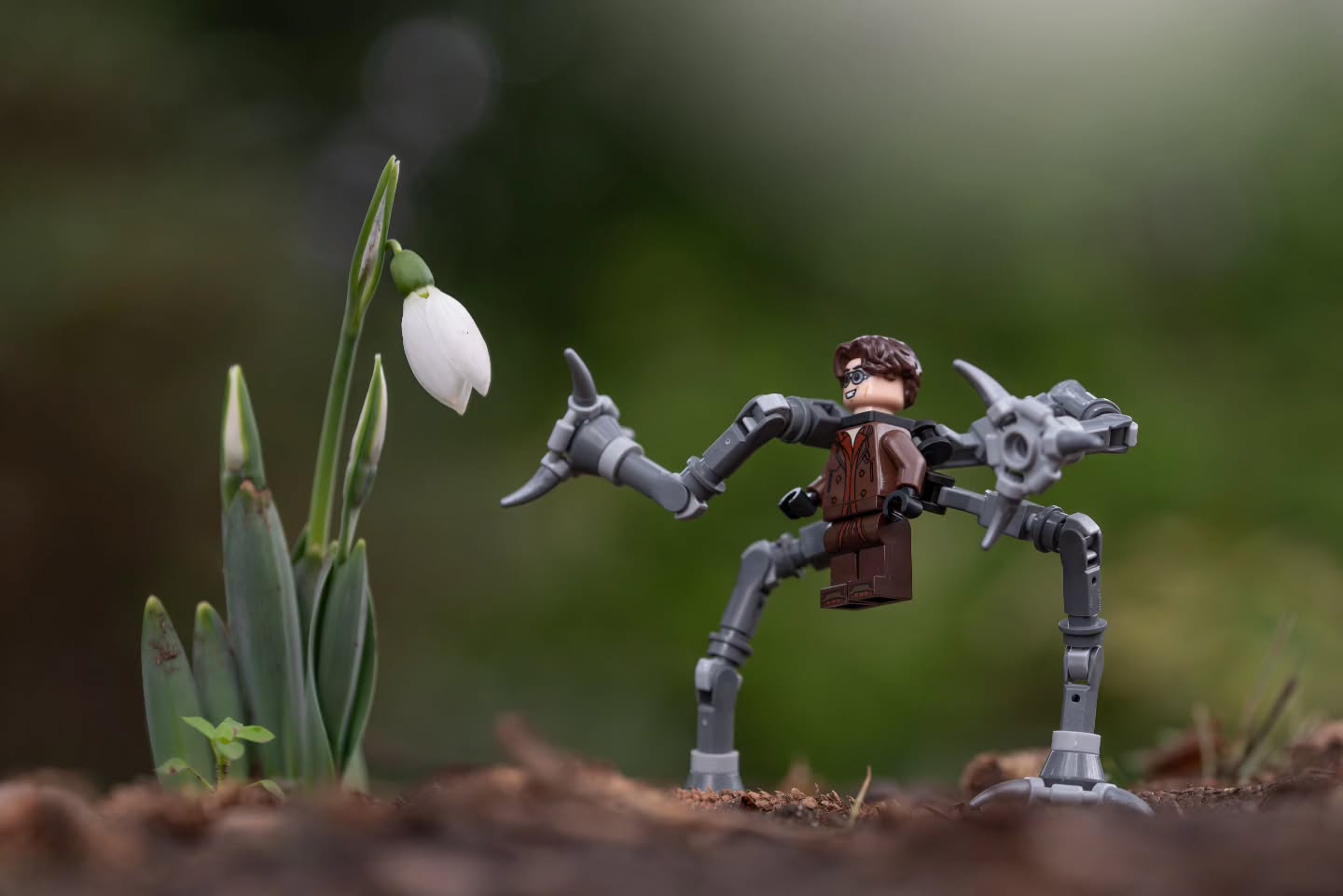"Snowdrops: Theirs is a fragile but hardy celebration... in the very teeth of winter."