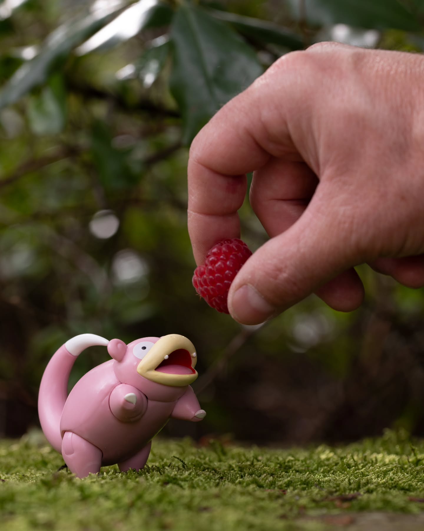 Slowpoke has battled hard and returned! Give him a razz berry!