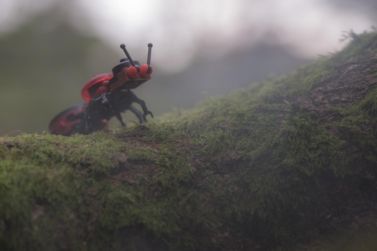When in the woods, be sure to look out for the fire ant……these guys can give a nasty nip