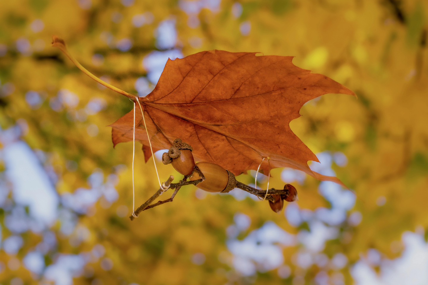 "Autumn shows us how beautiful it is to let things go" – Unknown