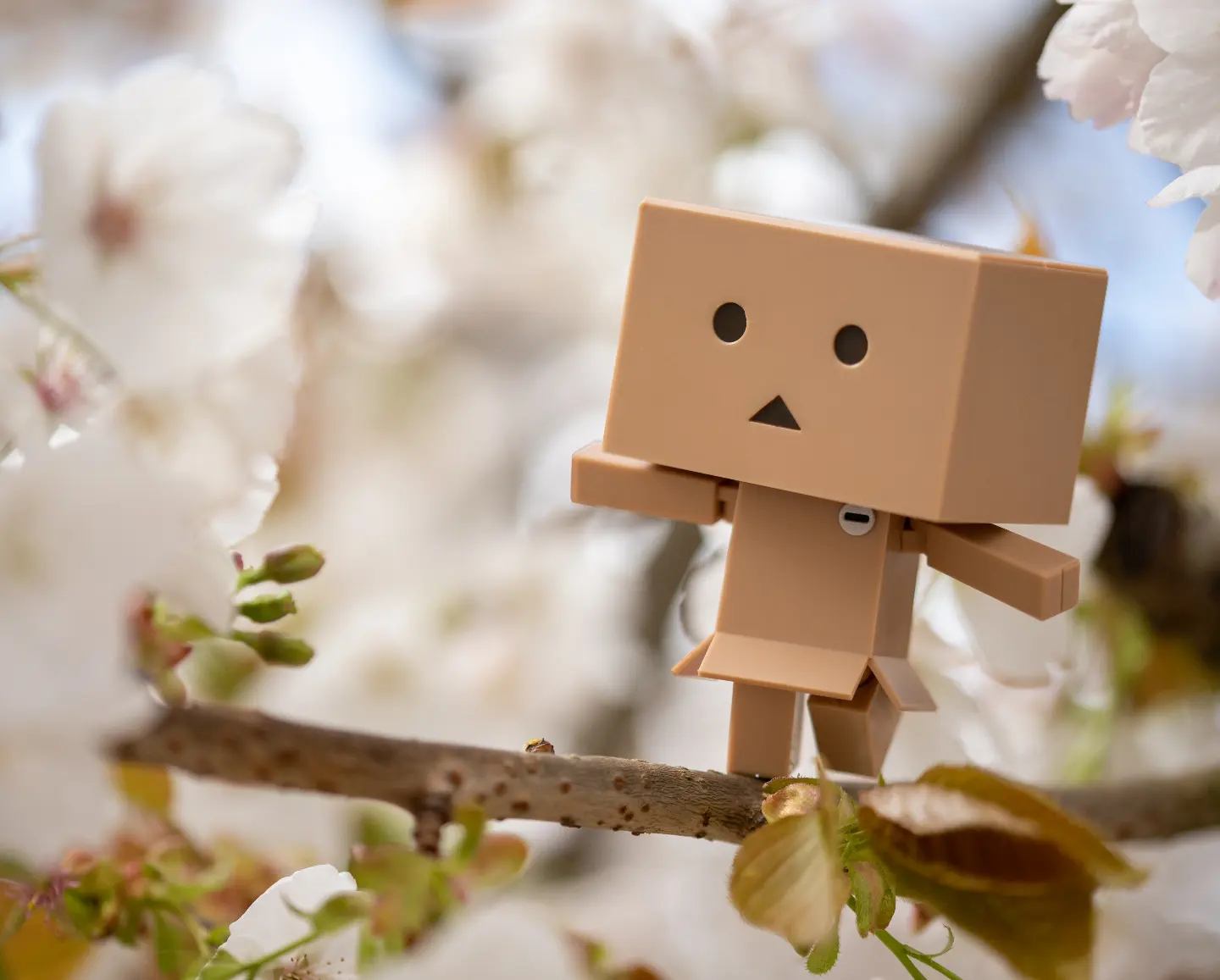 Cardboard Carl is loving the blossom trees this week!