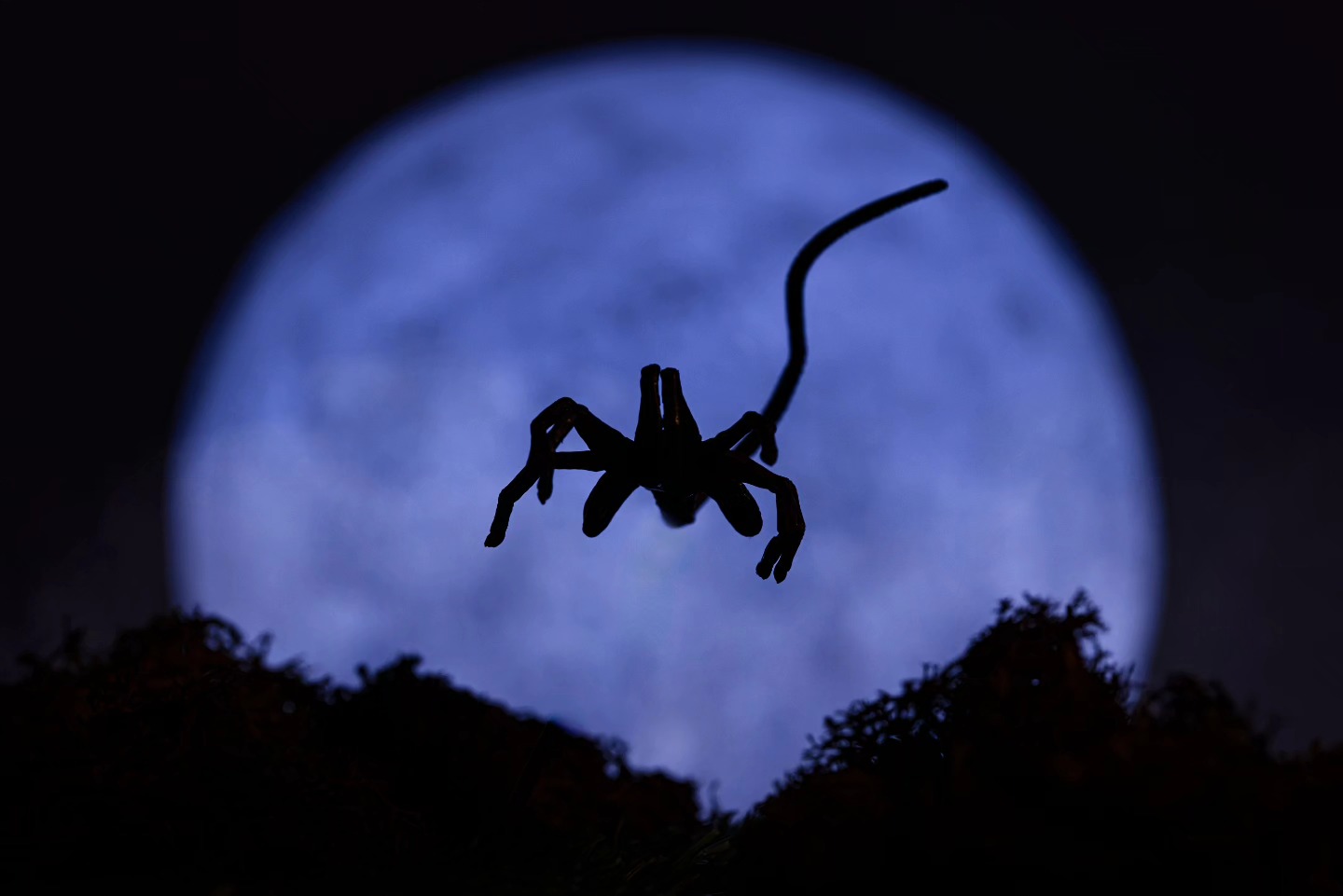 Beware of rustling bushes as you go trick or treating tonight......you never know what might just jump out at