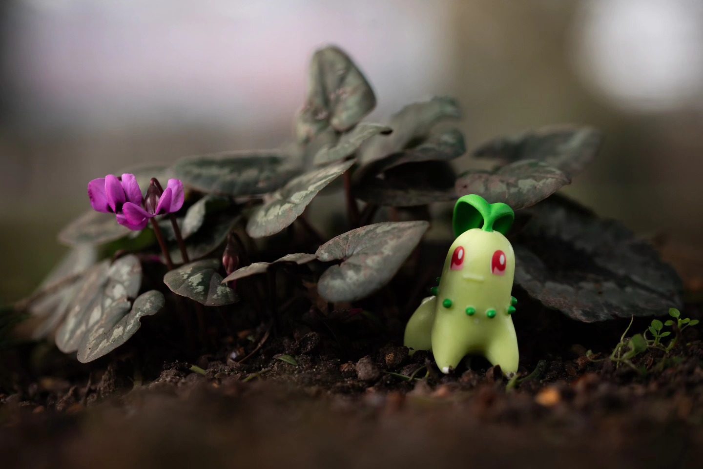 You stumbled across a wild Chikorita! It gives off a pleasant smell from its leaf on top of its head