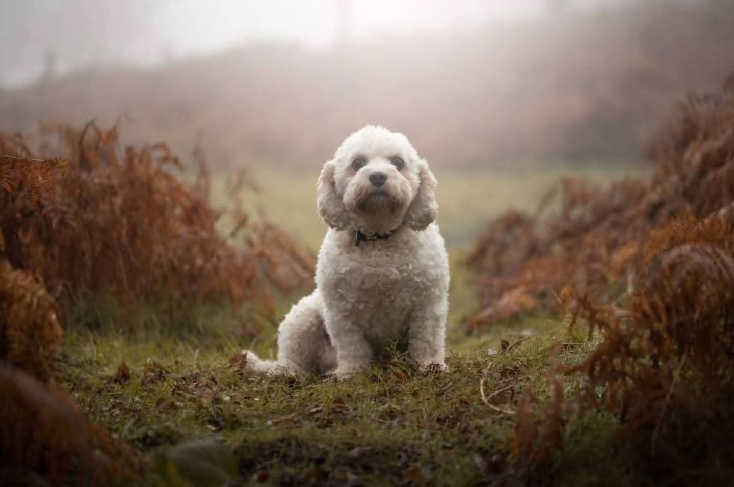 "Though you can no longer walk with me, your paw prints are…
