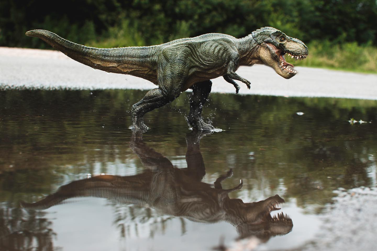 t-rex doing his daily exercise