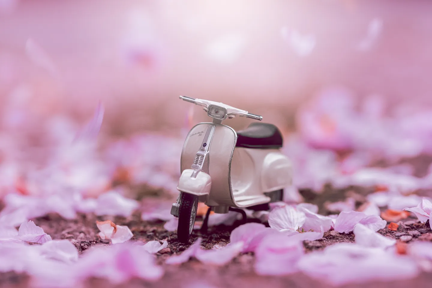 My cherry blossom tree was shedding its blossom so I thought it would be perfect time to try a beautiful pink